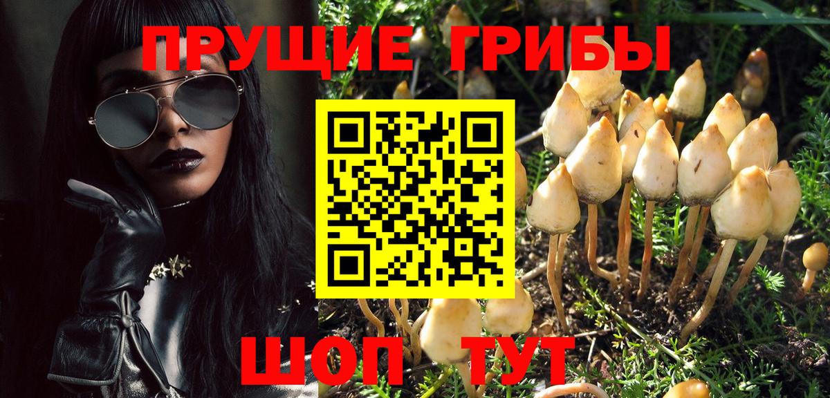 Псилоцибиновые грибы Psilocybe Новошахтинск